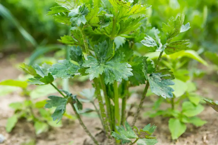 growing celery guide