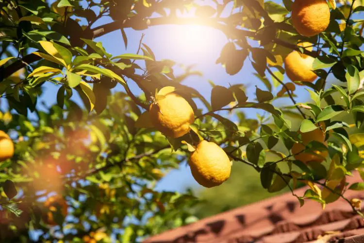 citrus planting