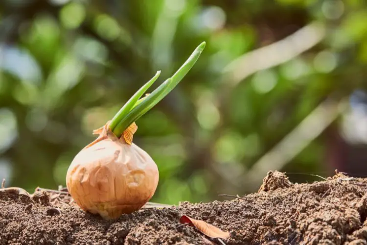 close-up of a gardener planting onion bulbs in fertile soil