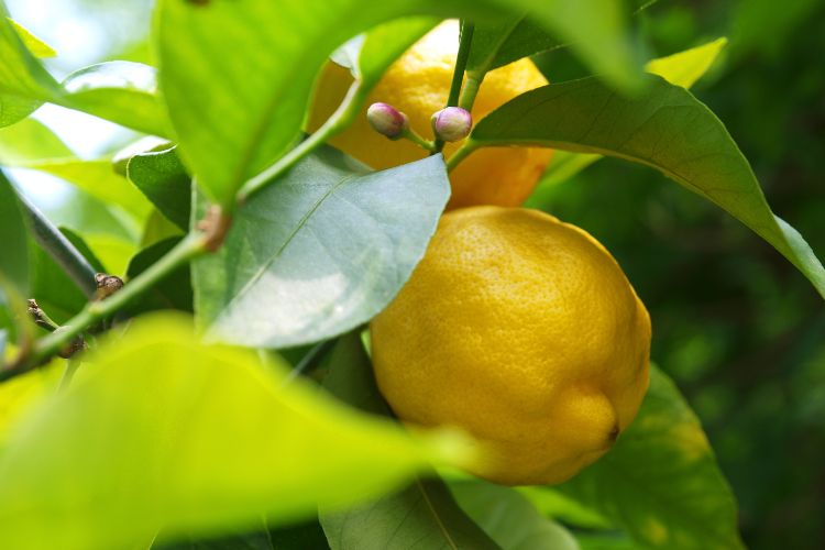 fresh lemons