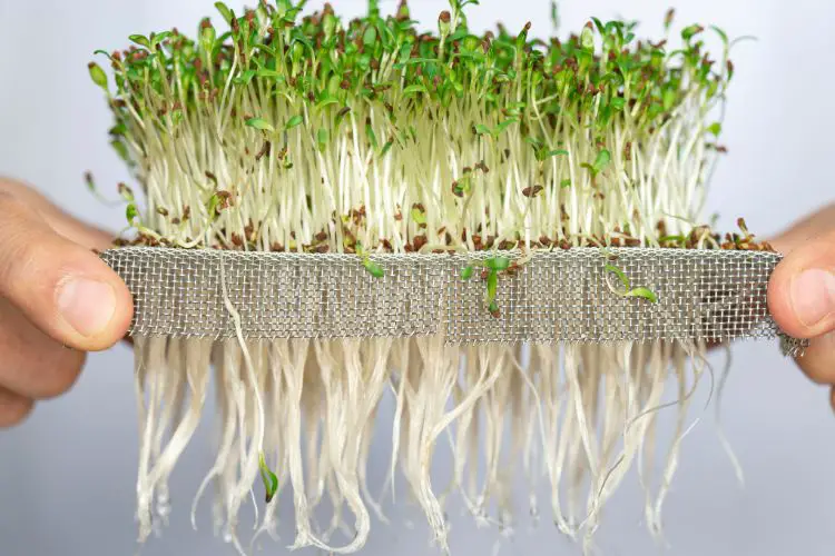 fresh microgreens