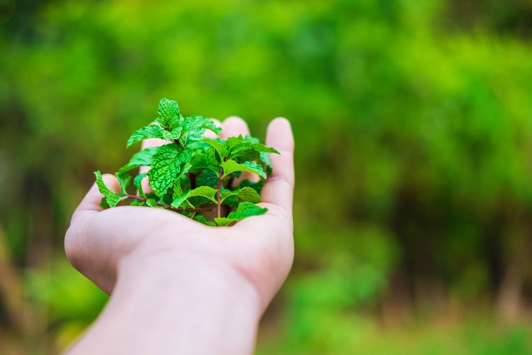 fresh mint leaves