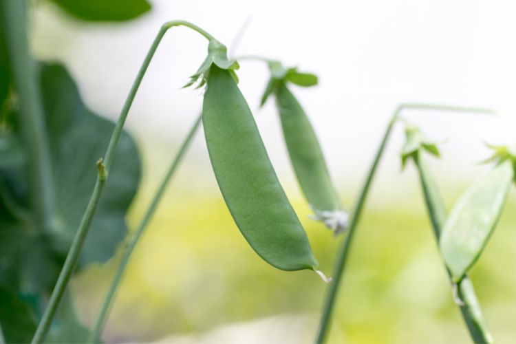 green bean plant