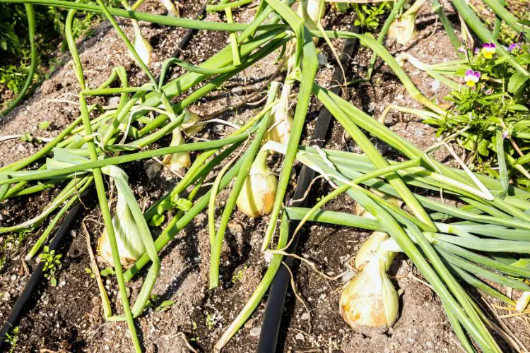 green onion planting