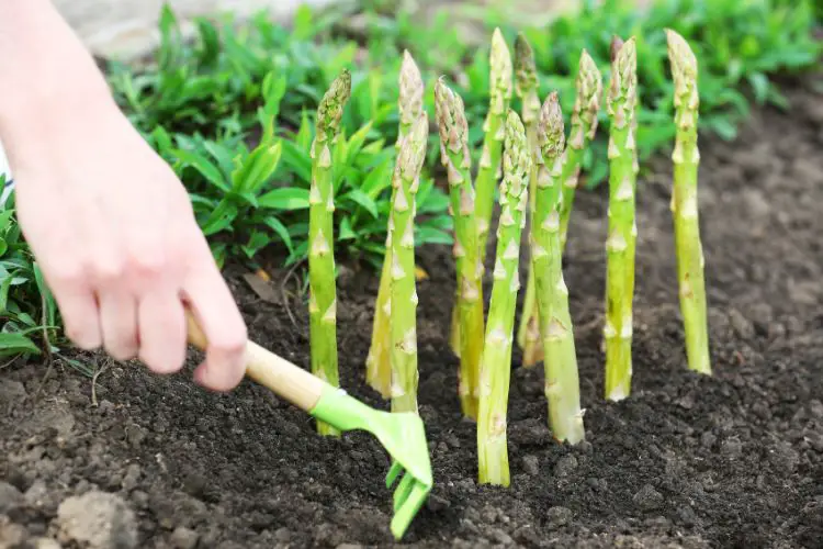 growing asparagus tips