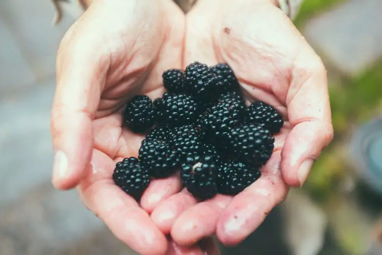 growing blackberries bush