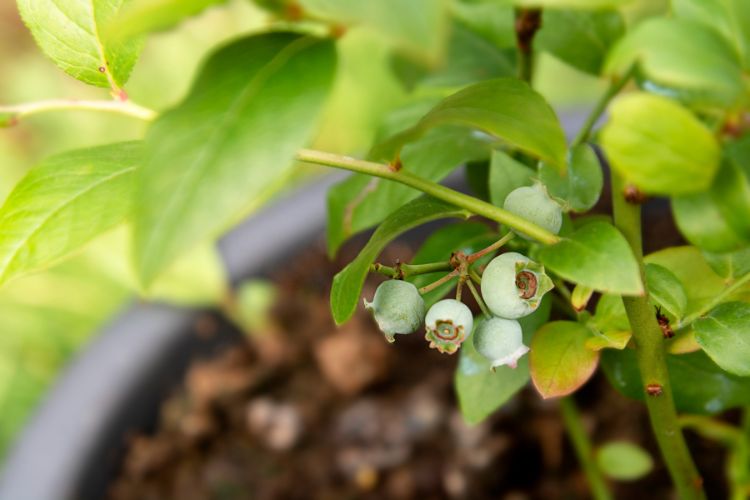 growing blueberries tips