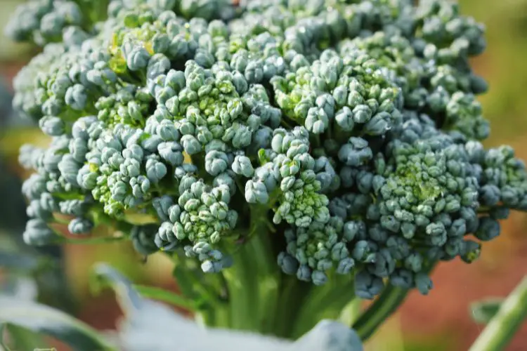 growing broccoli guide