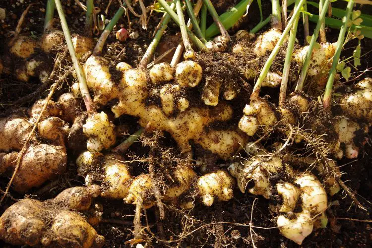 growing ginger guide