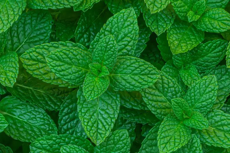 growing mint guide