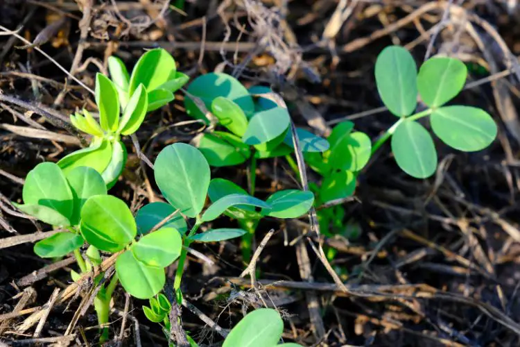 growing peanuts tips