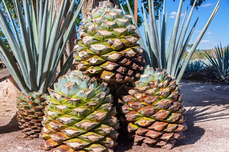 growing pineapple guide