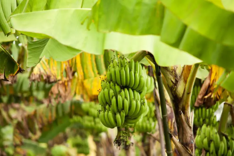 homegrown bananas tips