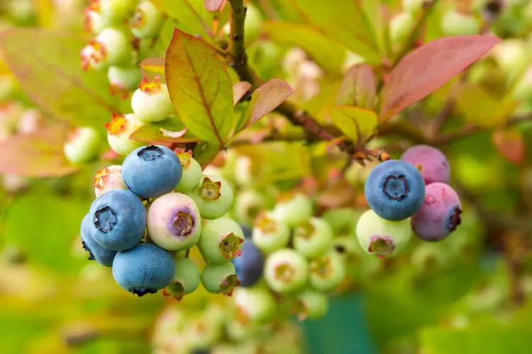 homegrown blueberries