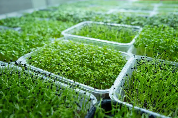 indoor microgreens
