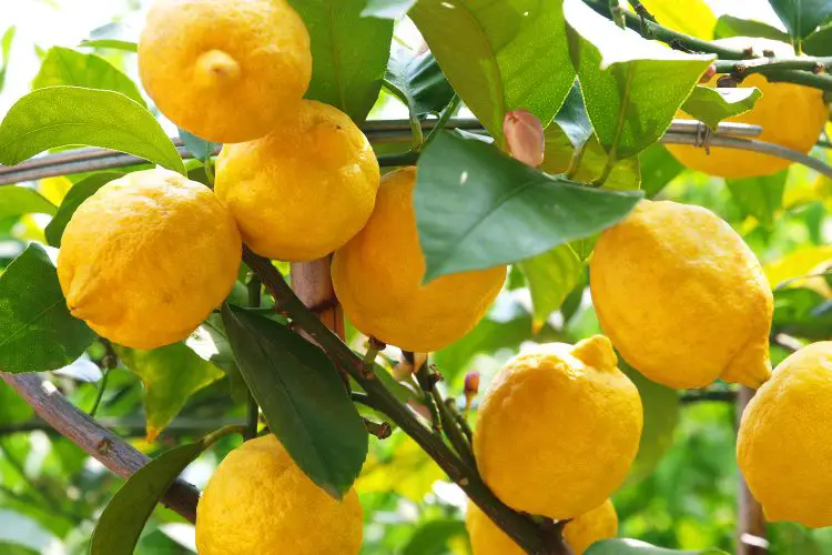 lemon tree care
