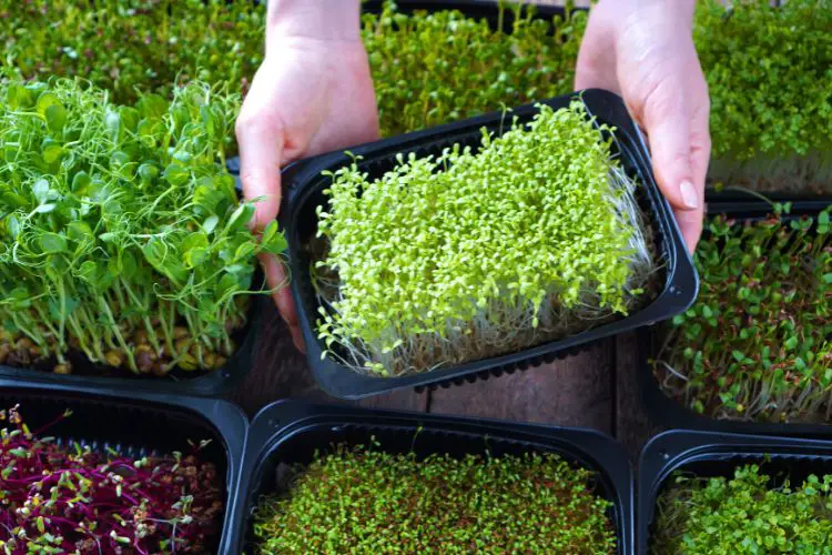 microgreen seeds