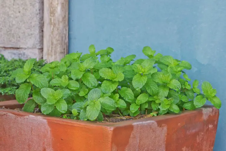 mint plant care