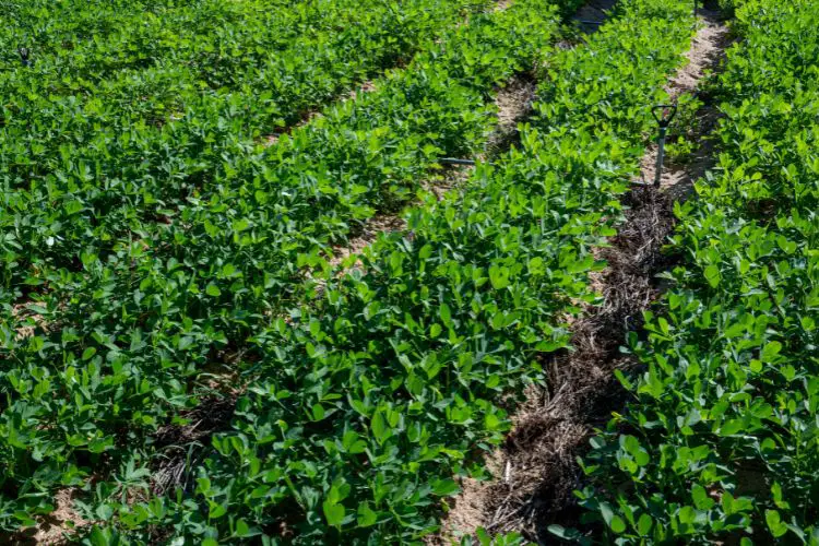 peanut plant care