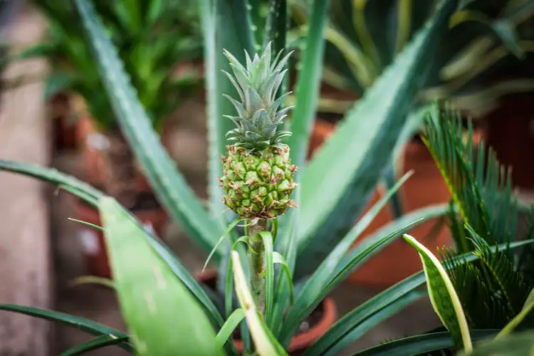 pineapple plant care