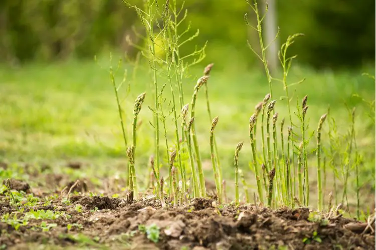 planting asparagus guide