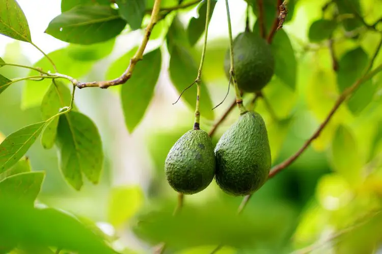 planting avocado tree