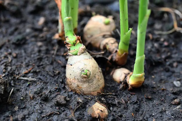 planting ginger tips