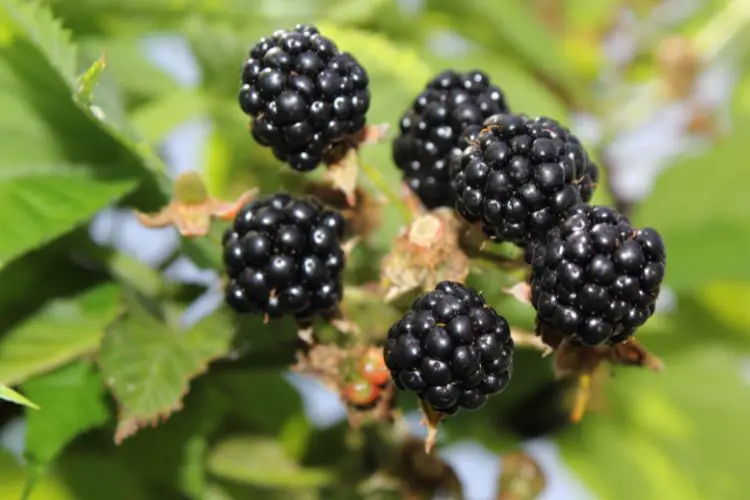 ripe blackberries harvest