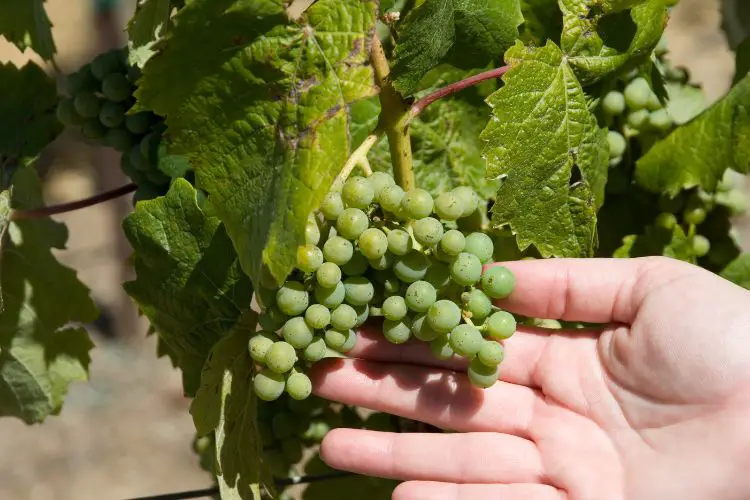 ripe grape clusters