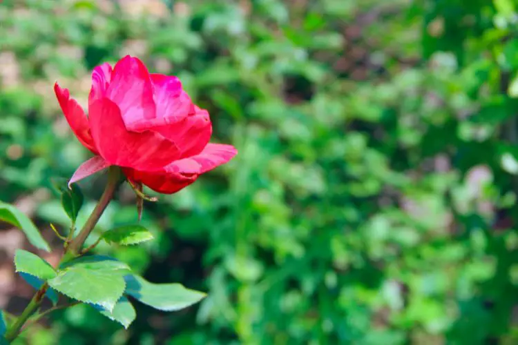 rose garden