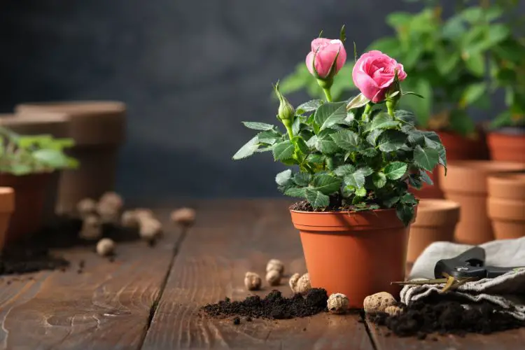 rose plant care
