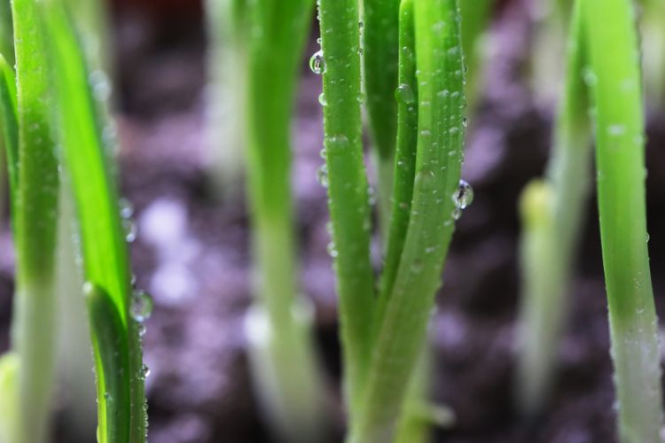 scallion harvest