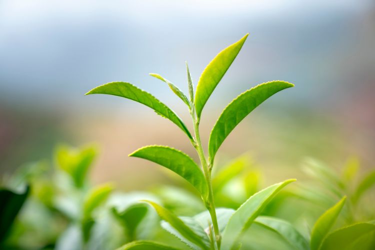 Healthy plants growing in full sunlight best gardening practices