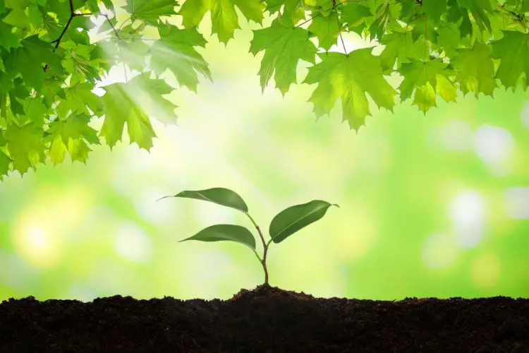 Watering tips for lush garden plants best gardening practices