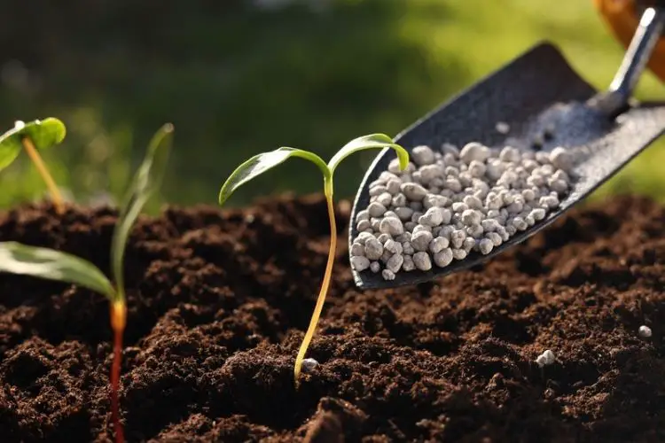 Organic fertilizer for home gardens-best fertilizers for home plants
