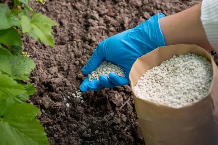 Best nutrients for leafy plants-best fertilizers for home plants