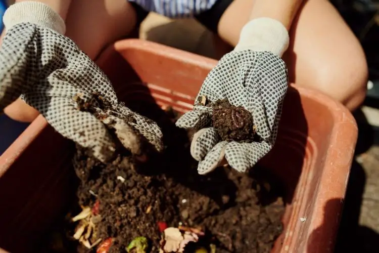 Fertilizing herbs in indoor pots-best fertilizers for home plants