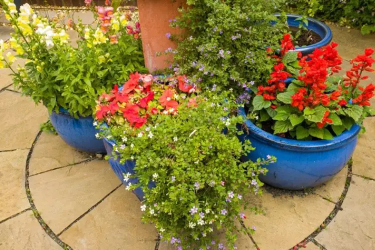 Best flowers for small containers-best flowers to grow in pots