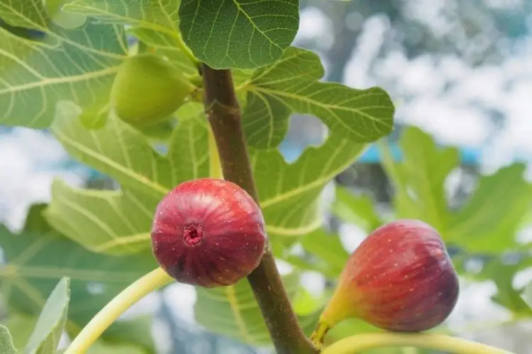 Dwarf fruit trees in garden containers-best fruits to grow in small spaces