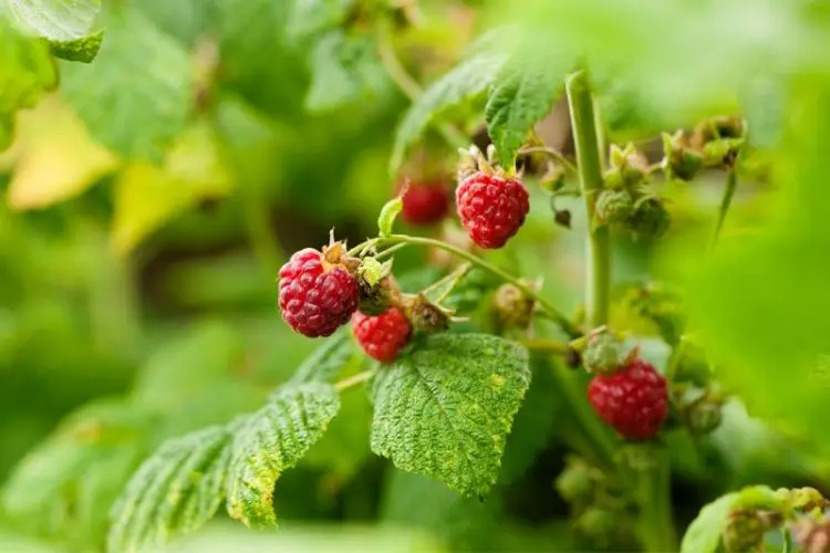 Strawberry plants in hanging baskets-best fruits to grow in small spaces