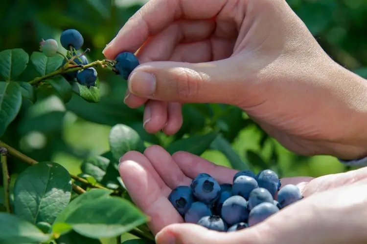 Best citrus trees for limited space-best fruits to grow in small spaces