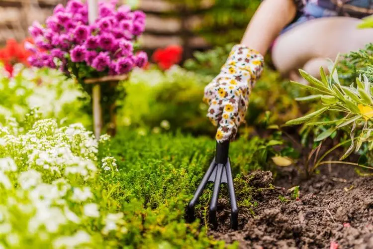 Pruning shears in use-best gardening techniques