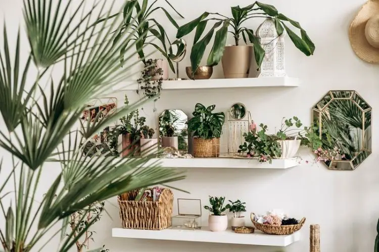 Snake plant thriving with low light-best indoor plants for beginners