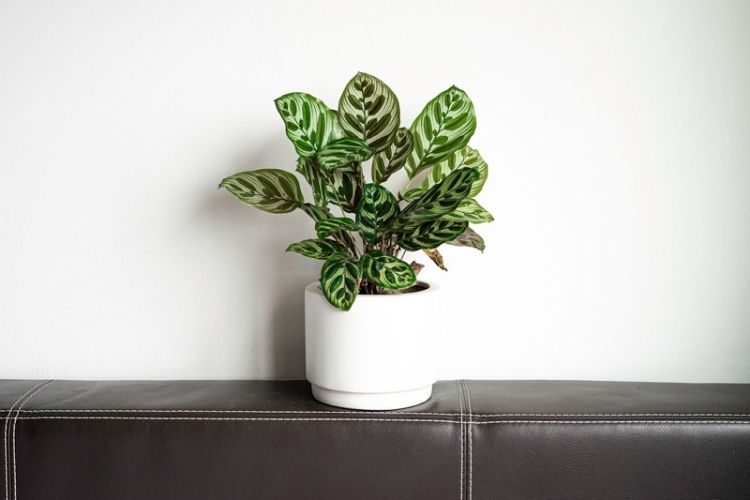 Succulent arrangement in living room-best indoor plants for beginners