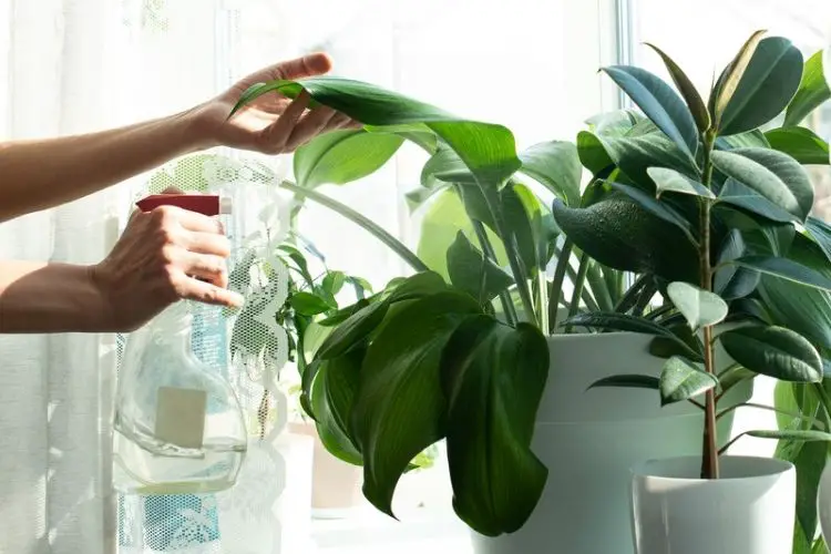 Pothos plant hanging by window-best indoor plants for beginners