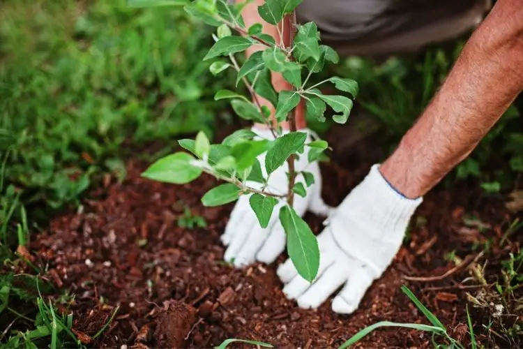 Dwarf trees in small backyard-best outdoor plants for small gardens