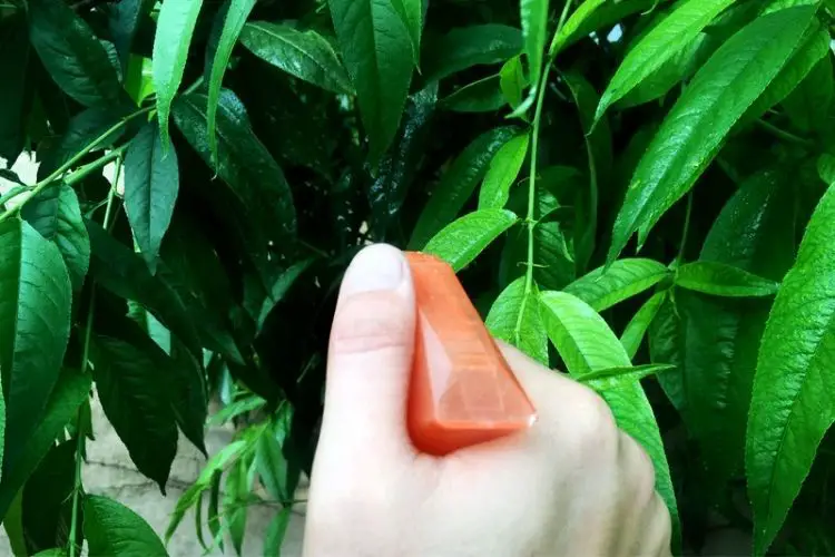 Spraying organic pesticide on leaves-best pesticides for home gardens