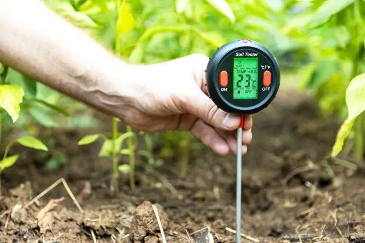 Loamy soil ideal for root crops-best soil for growing root vegetables