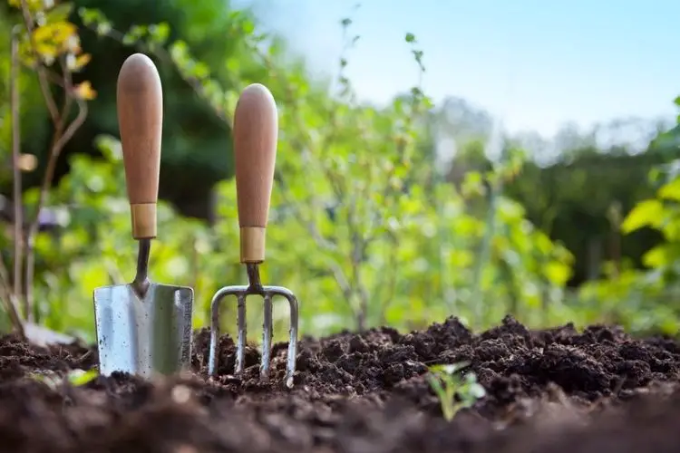 Testing soil pH for vegetable growth-best soil for growing root vegetables