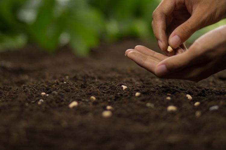 Garden calendar with planting dates-best time to plant seeds